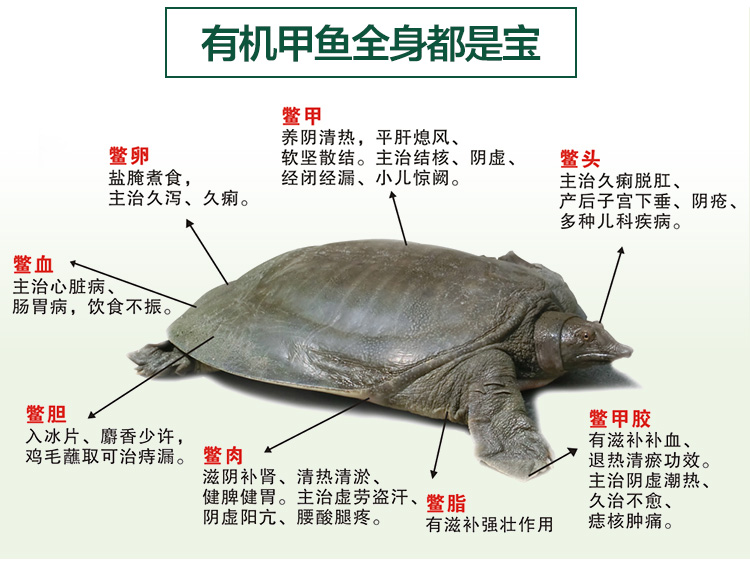 5斤】甲鱼活体包邮4年生态老鳖王八中华鳖水鱼
