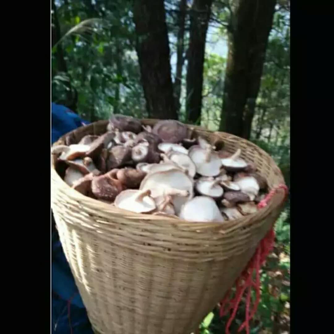 江西特产舜德野生香菇干货500g 包邮农家自产蘑菇特级